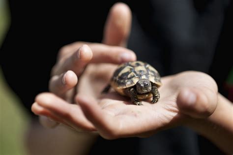 How to Care for a Pet Hermann’s Tortoise 